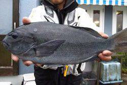 伊豆下田フィッシング 釣果