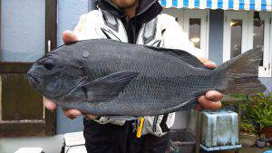 伊豆下田フィッシング 釣果