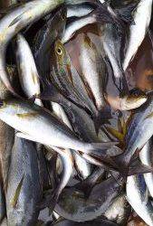 伊豆下田フィッシング 釣果