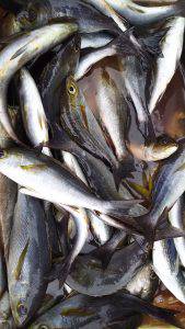 伊豆下田フィッシング 釣果