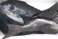 伊豆下田フィッシング 釣果