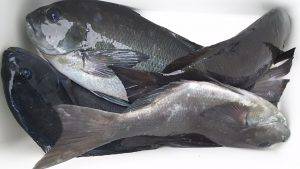 伊豆下田フィッシング 釣果