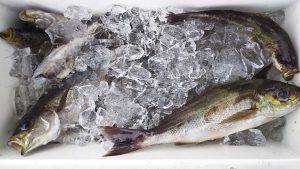 伊豆下田フィッシング 釣果