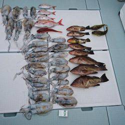 フィッシングボートACE(エース) 釣果