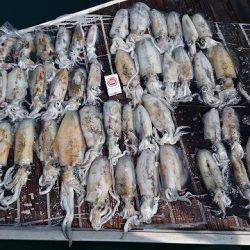 フィッシングボートACE(エース) 釣果