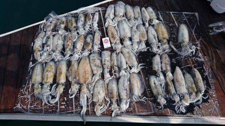 フィッシングボートACE(エース) 釣果