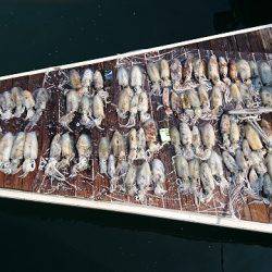 フィッシングボートACE(エース) 釣果