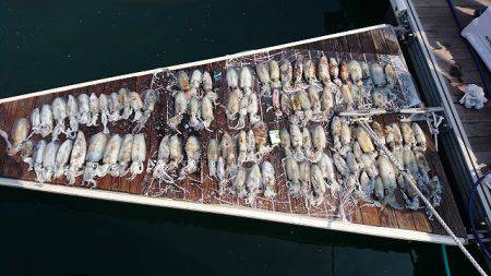 フィッシングボートACE(エース) 釣果