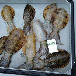 フィッシングボートACE(エース) 釣果