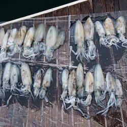 フィッシングボートACE（エース） 釣果