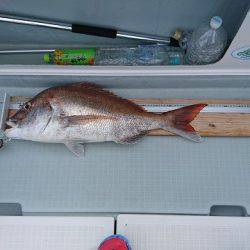 フィッシングボートACE(エース) 釣果