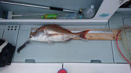 フィッシングボートACE(エース) 釣果