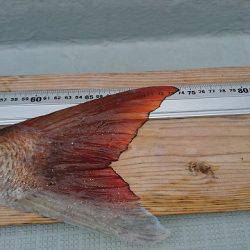 フィッシングボートACE(エース) 釣果