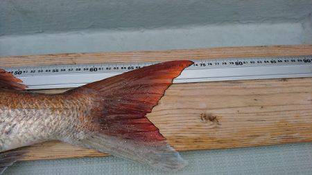 フィッシングボートACE(エース) 釣果