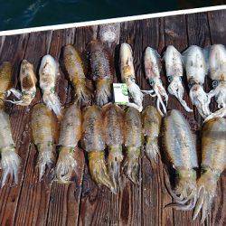 フィッシングボートACE(エース) 釣果