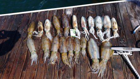 フィッシングボートACE（エース） 釣果