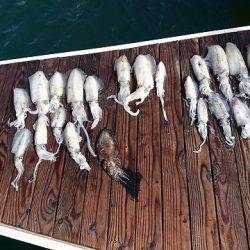 フィッシングボートACE(エース) 釣果