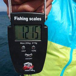 フィッシングボートACE(エース) 釣果