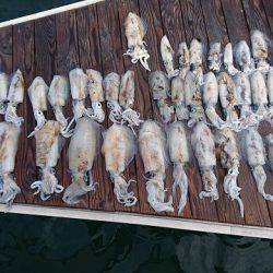 フィッシングボートACE(エース) 釣果