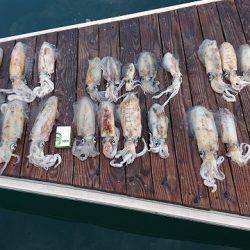 フィッシングボートACE(エース) 釣果