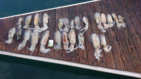 フィッシングボートACE(エース) 釣果