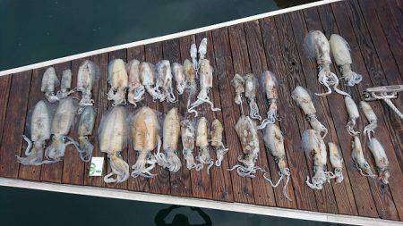 フィッシングボートACE（エース） 釣果