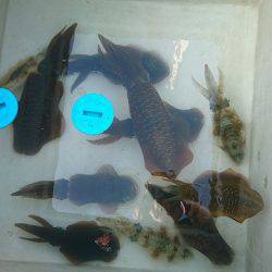 フィッシングボートACE(エース) 釣果