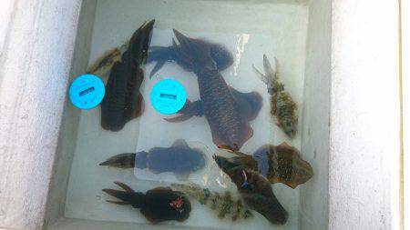 フィッシングボートACE(エース) 釣果