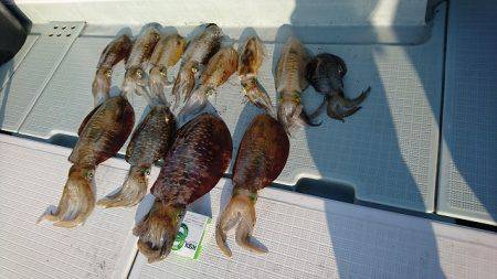 フィッシングボートACE（エース） 釣果