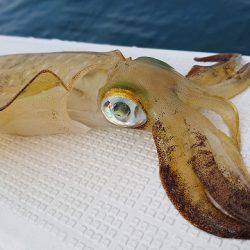 フィッシングボートACE(エース) 釣果