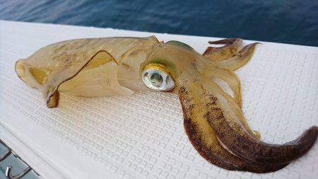 フィッシングボートACE(エース) 釣果