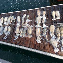 フィッシングボートACE(エース) 釣果