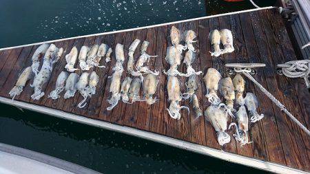 フィッシングボートACE(エース) 釣果