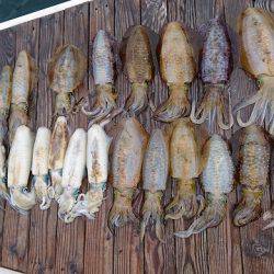 フィッシングボートACE(エース) 釣果