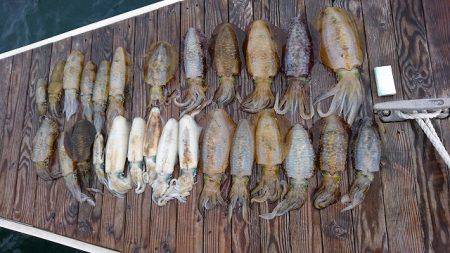 フィッシングボートACE(エース) 釣果