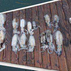 フィッシングボートACE(エース) 釣果