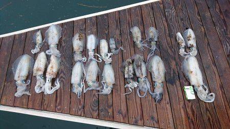 フィッシングボートACE(エース) 釣果