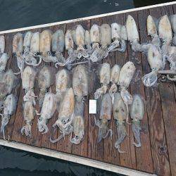 フィッシングボートACE（エース） 釣果