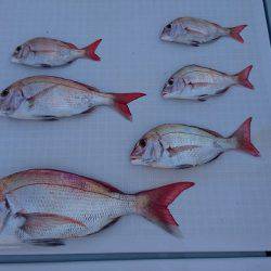 フィッシングボートACE(エース) 釣果