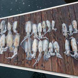 フィッシングボートACE(エース) 釣果