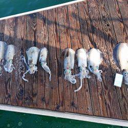 フィッシングボートACE（エース） 釣果