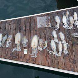 フィッシングボートACE(エース) 釣果