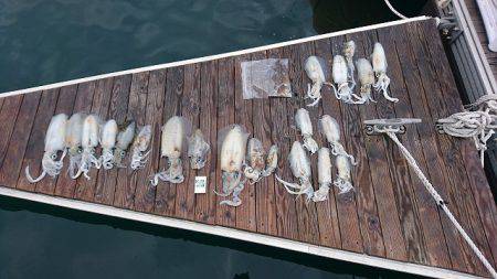 フィッシングボートACE(エース) 釣果