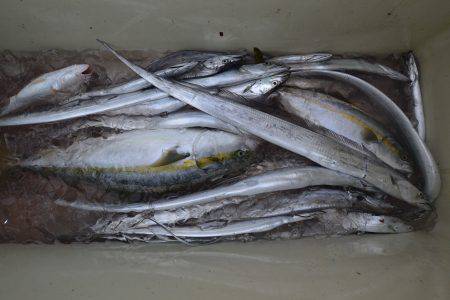 アジアマリンサービス 釣果