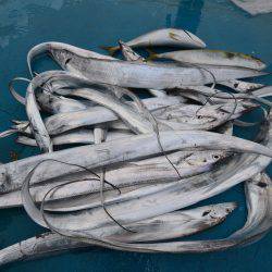 アジアマリンサービス 釣果