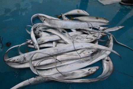 アジアマリンサービス 釣果