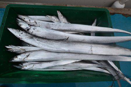 アジアマリンサービス 釣果