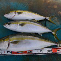 アジアマリンサービス 釣果