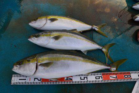 アジアマリンサービス 釣果