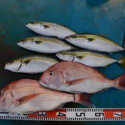 アジアマリンサービス 釣果